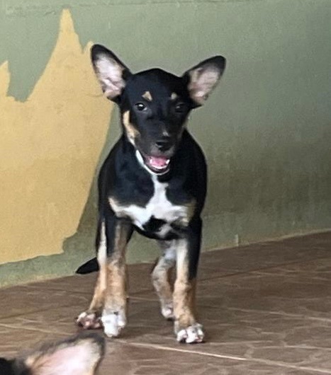 Clara "my Dream Is thumbnail 4