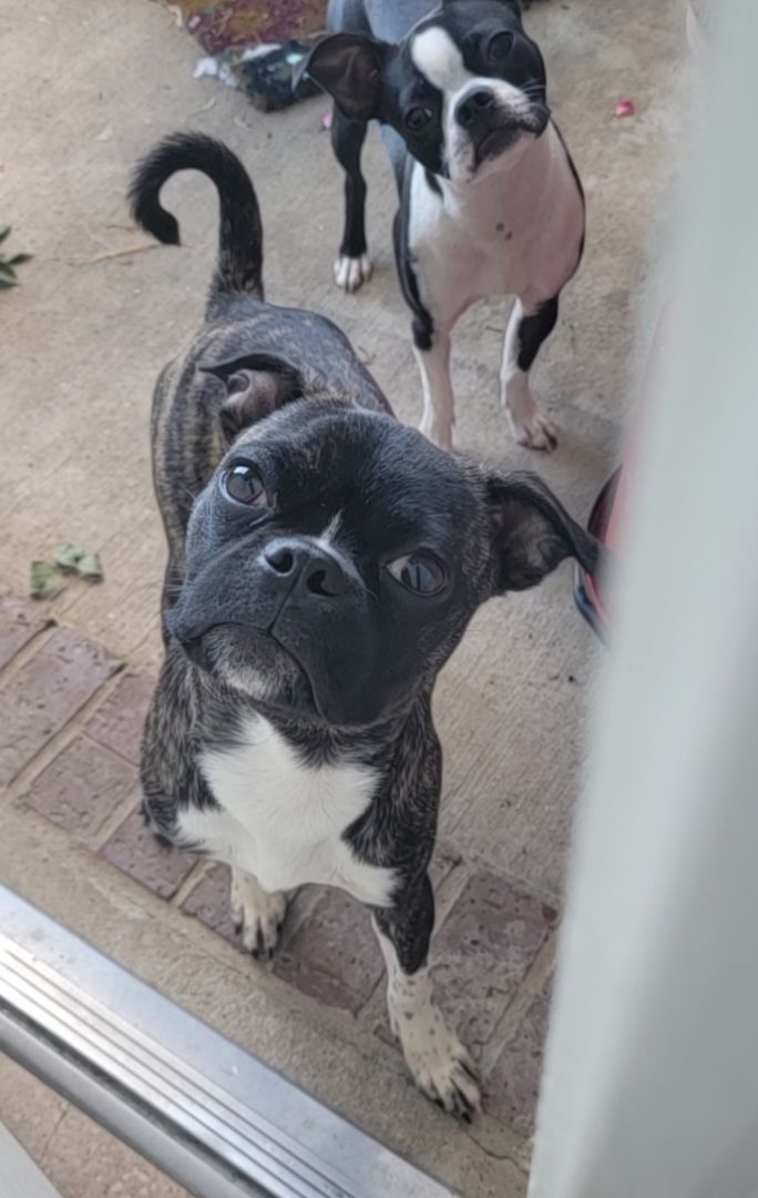 CHASE - Adopted!!, Adopted, Puppy Male Boston Terrier & Pug.