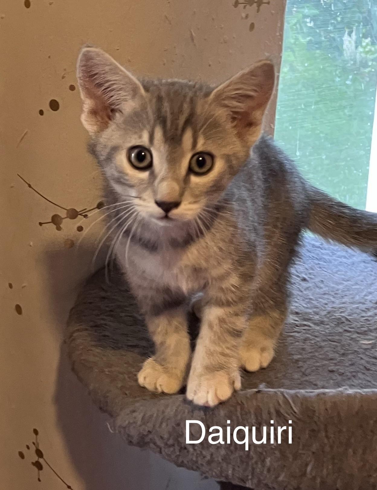 Daiquiri, ADOPTABLE, Kitten Female Domestic Short Hair.