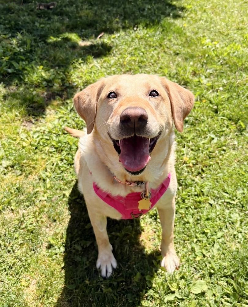 Enlarge Marley, an adopted Labrador Retriever in Pontiac, MI image 1/1