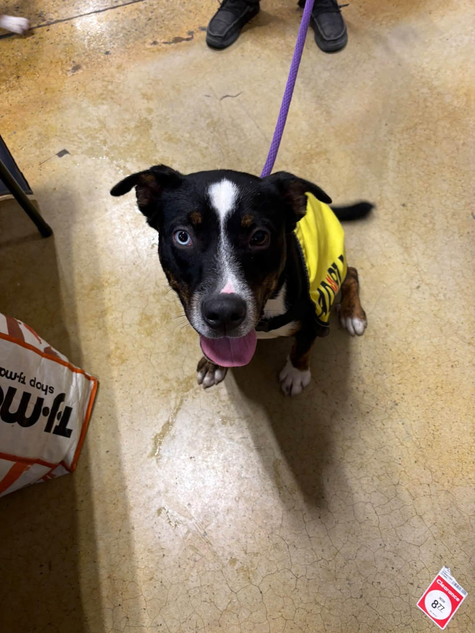 Enlarge Maggie, a Adoptable mixed breed in Tullahoma, TN image 1/3