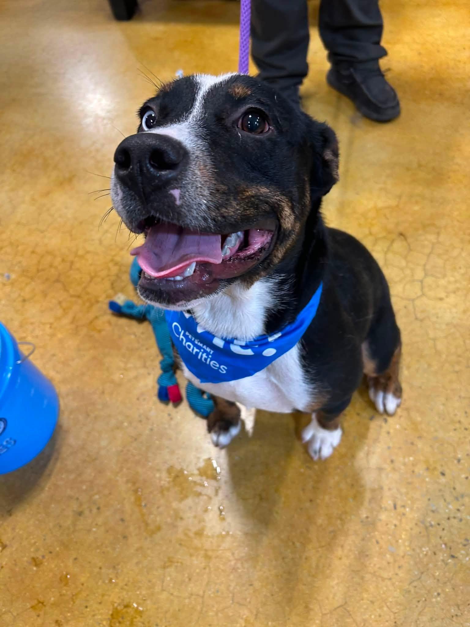 Enlarge Maggie, a Adoptable mixed breed in Tullahoma, TN image 3/3