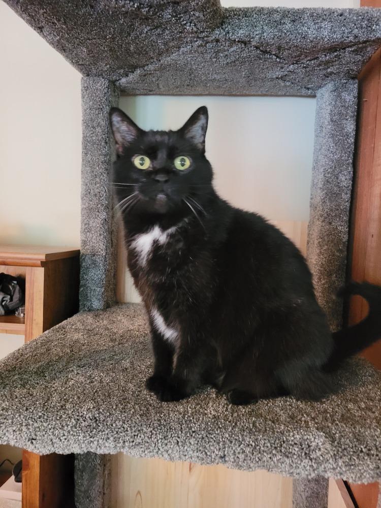 Nebula (25-046 C), Adoptable, Senior Female Domestic Short Hair.