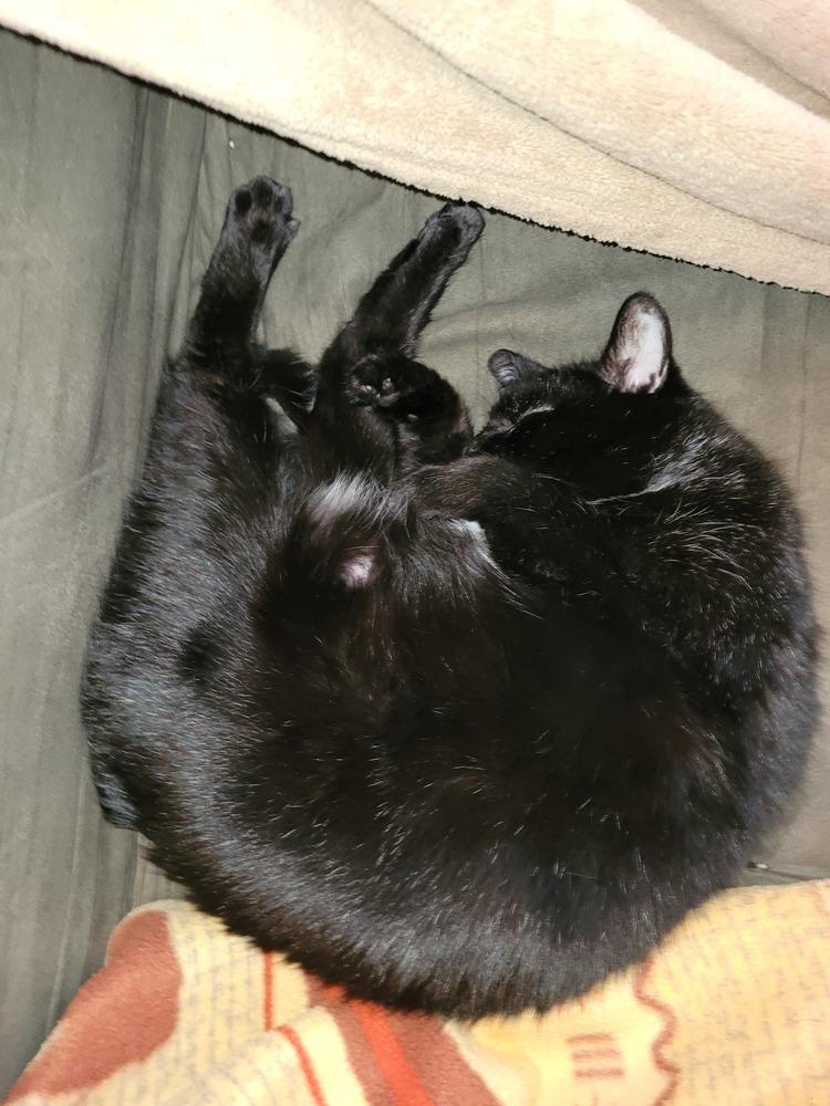 Enlarge Nebula (25-046 C), a Adoptable Domestic Short Hair in Lansing, MI image 2/6