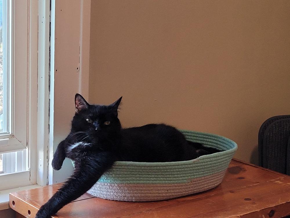 Enlarge Nebula (25-046 C), a Adoptable Domestic Short Hair in Lansing, MI image 2/6