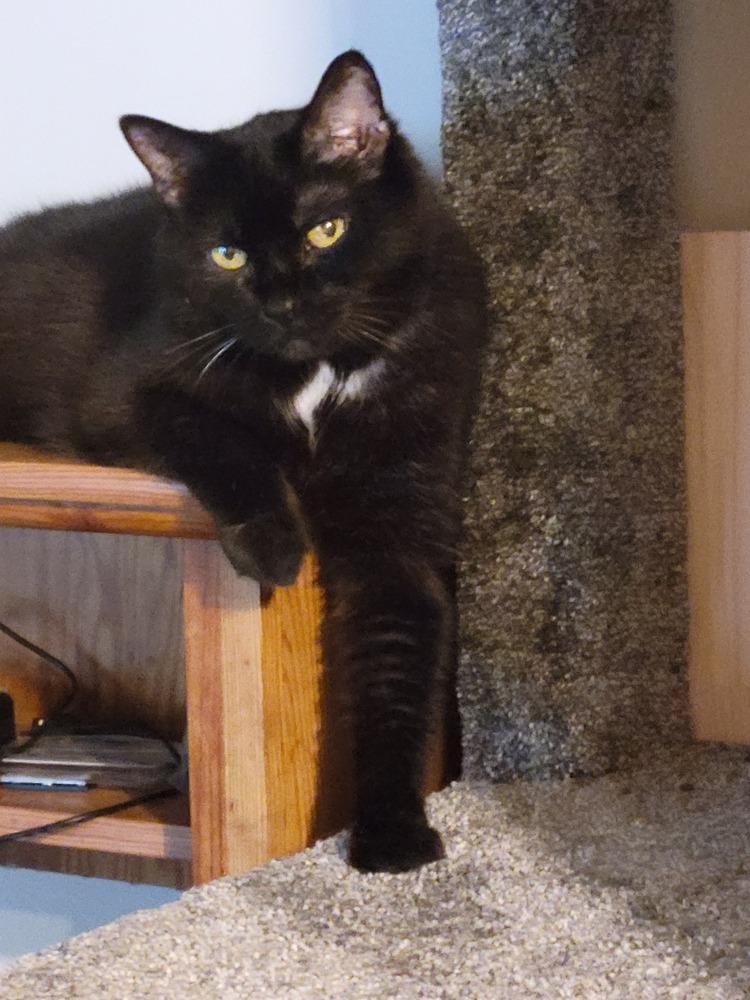 Nebula (25-046 C), a Adoptable Domestic Short Hair in Lansing, MI image 2/6