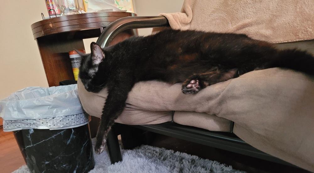 Nebula (25-046 C), a Adoptable Domestic Short Hair in Lansing, MI image 3/6