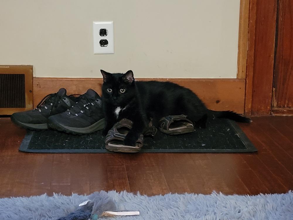 Enlarge Nebula (25-046 C), a Adoptable Domestic Short Hair in Lansing, MI image 4/6