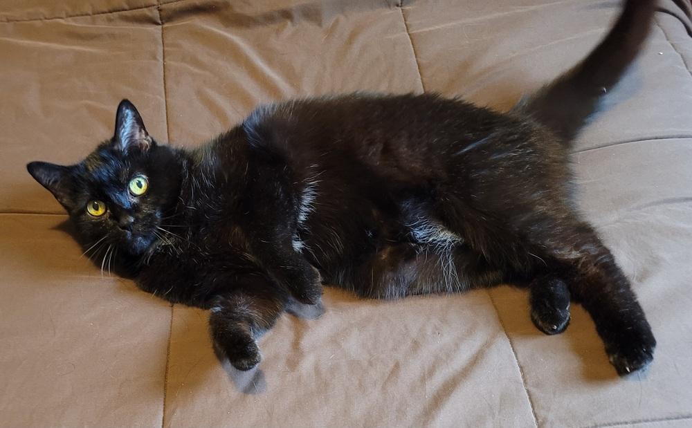 Nebula (25-046 C), a Adoptable Domestic Short Hair in Lansing, MI image 4/6