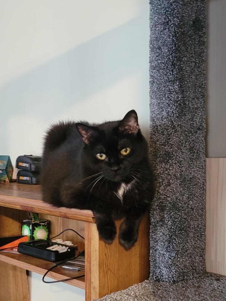 Nebula (25-046 C), a Adoptable Domestic Short Hair in Lansing, MI image 5/6