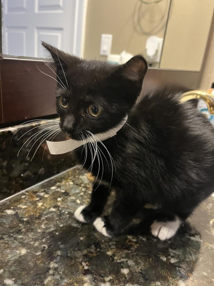 Edmond, Adoptable, Kitten Male American Shorthair.