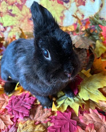 Bee, Adoptable, Senior Female Bunny Rabbit.