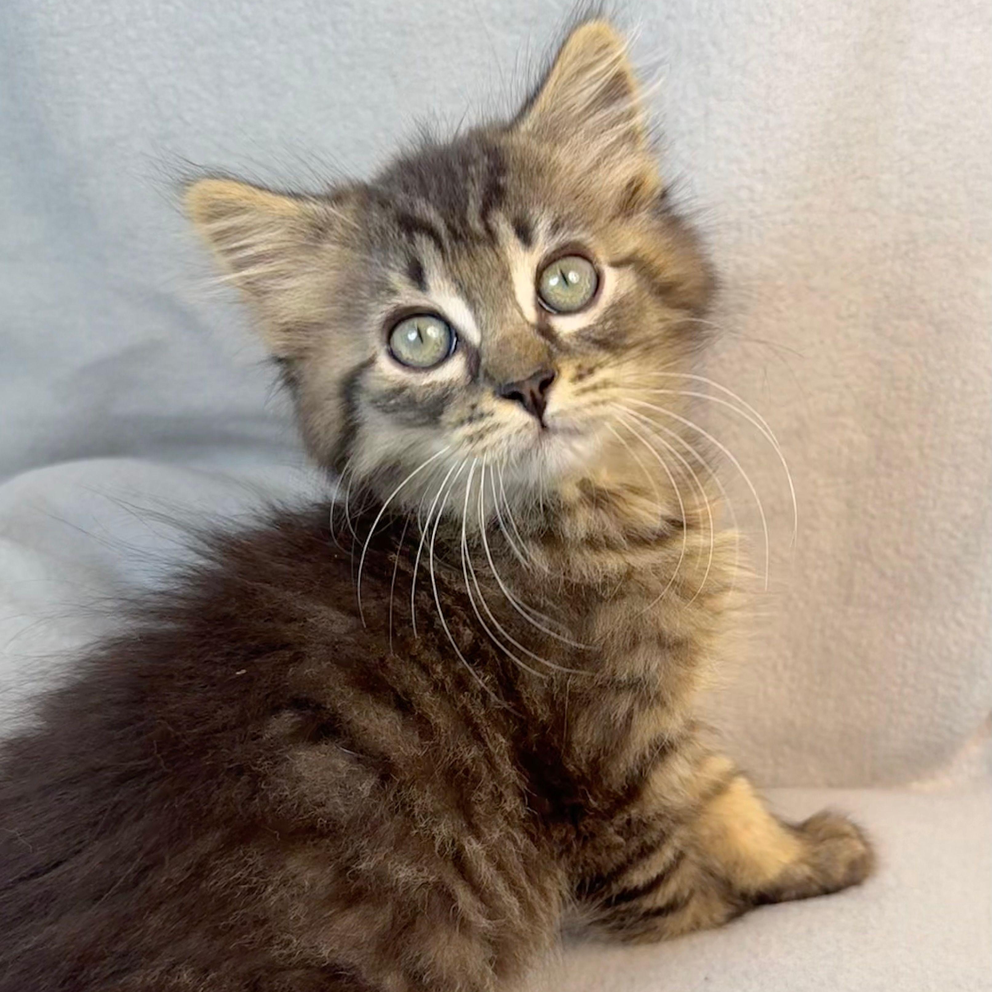 Wren, Baby Male Tabby