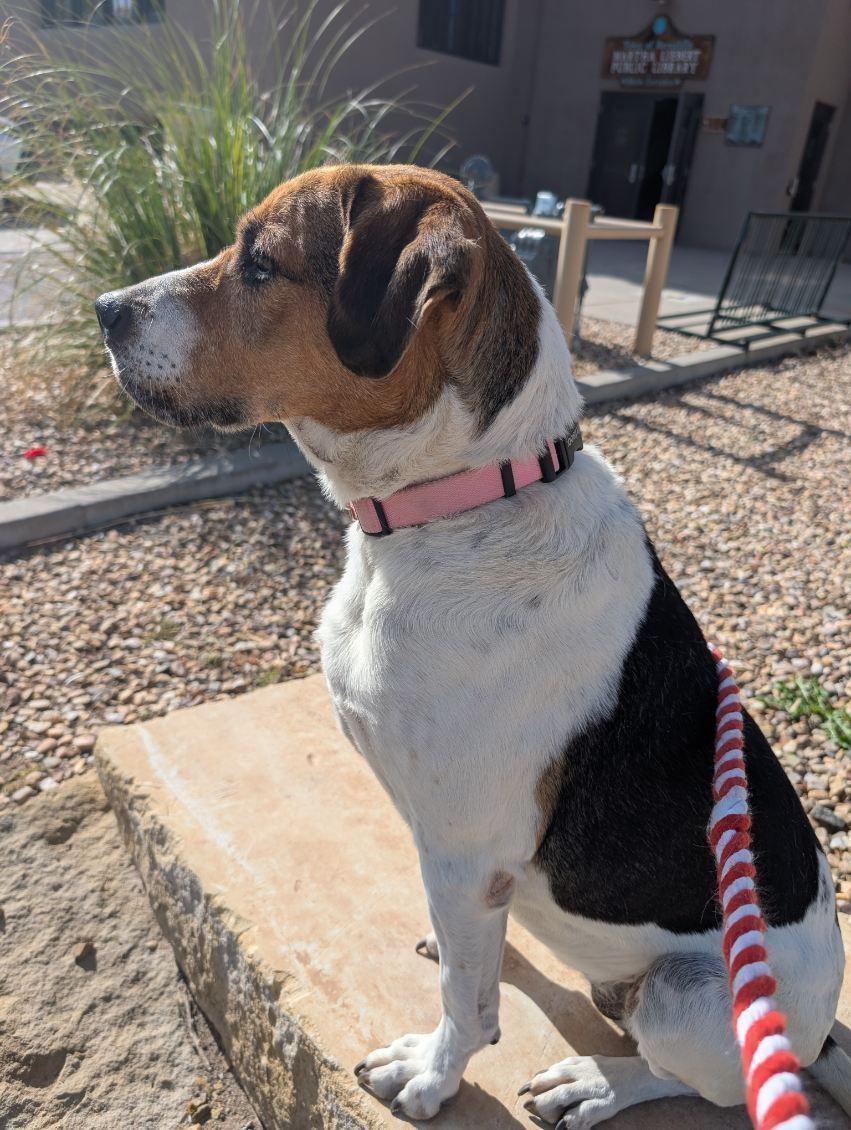 Peaches, an adoptable Hound in Bernalillo, NM, 87004 | Photo Image 1
