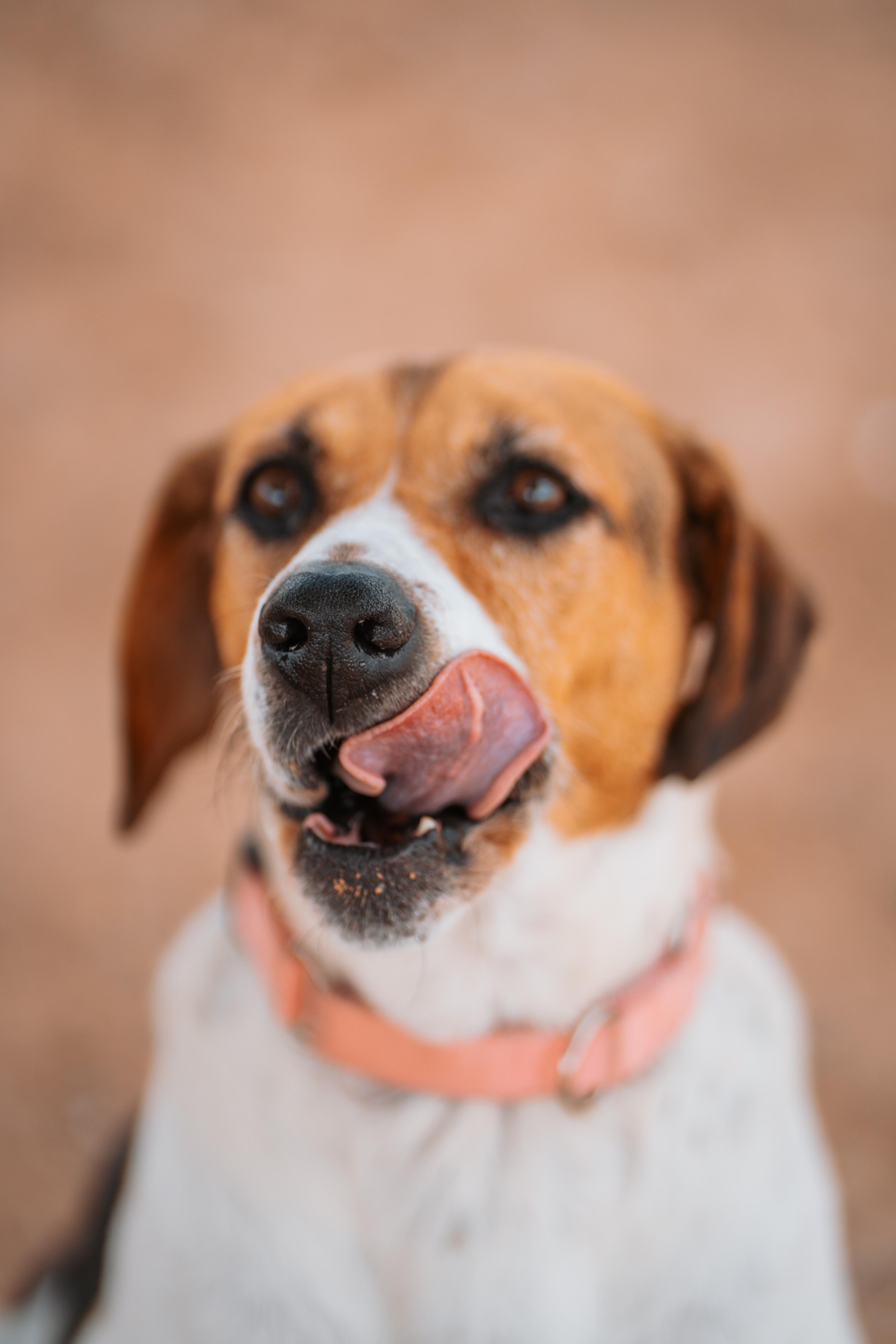 Enlarge Peaches, a Adoptable mixed breed in Bernalillo, NM image 1/5