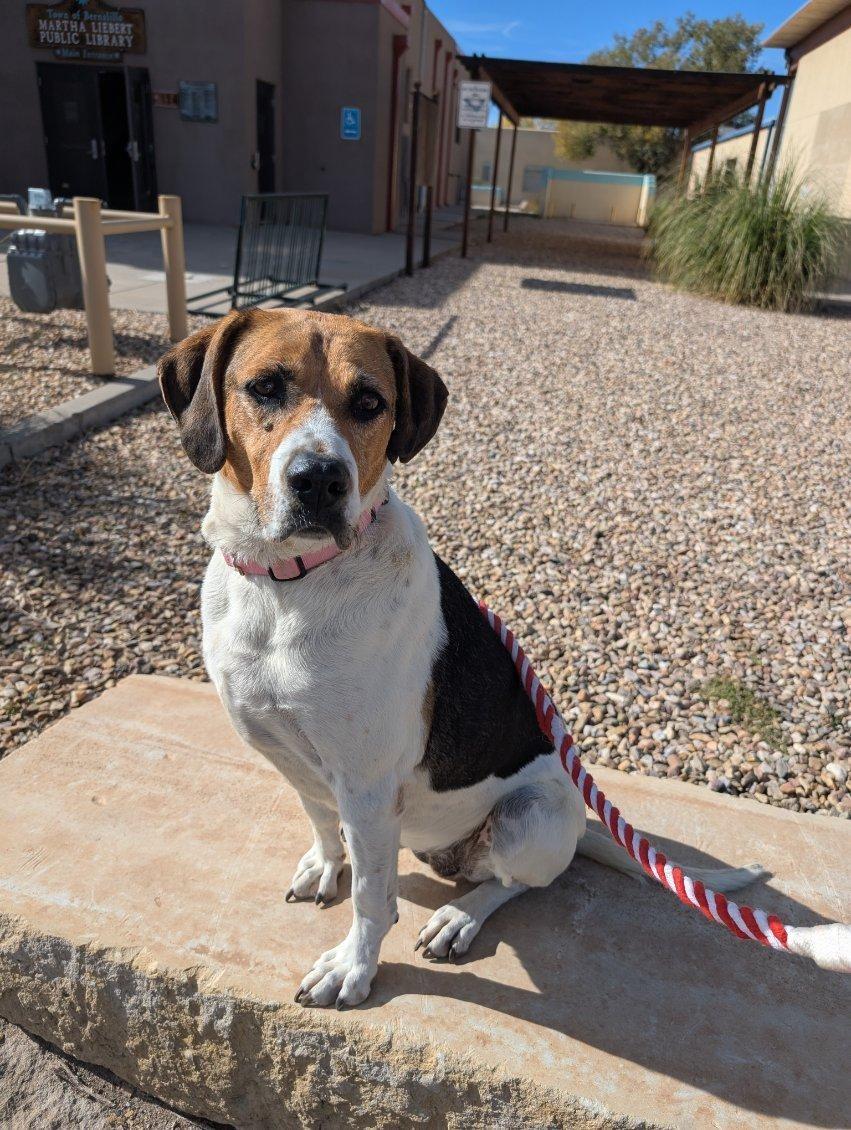 Peaches, an adoptable Hound in Bernalillo, NM, 87004 | Photo Image 5
