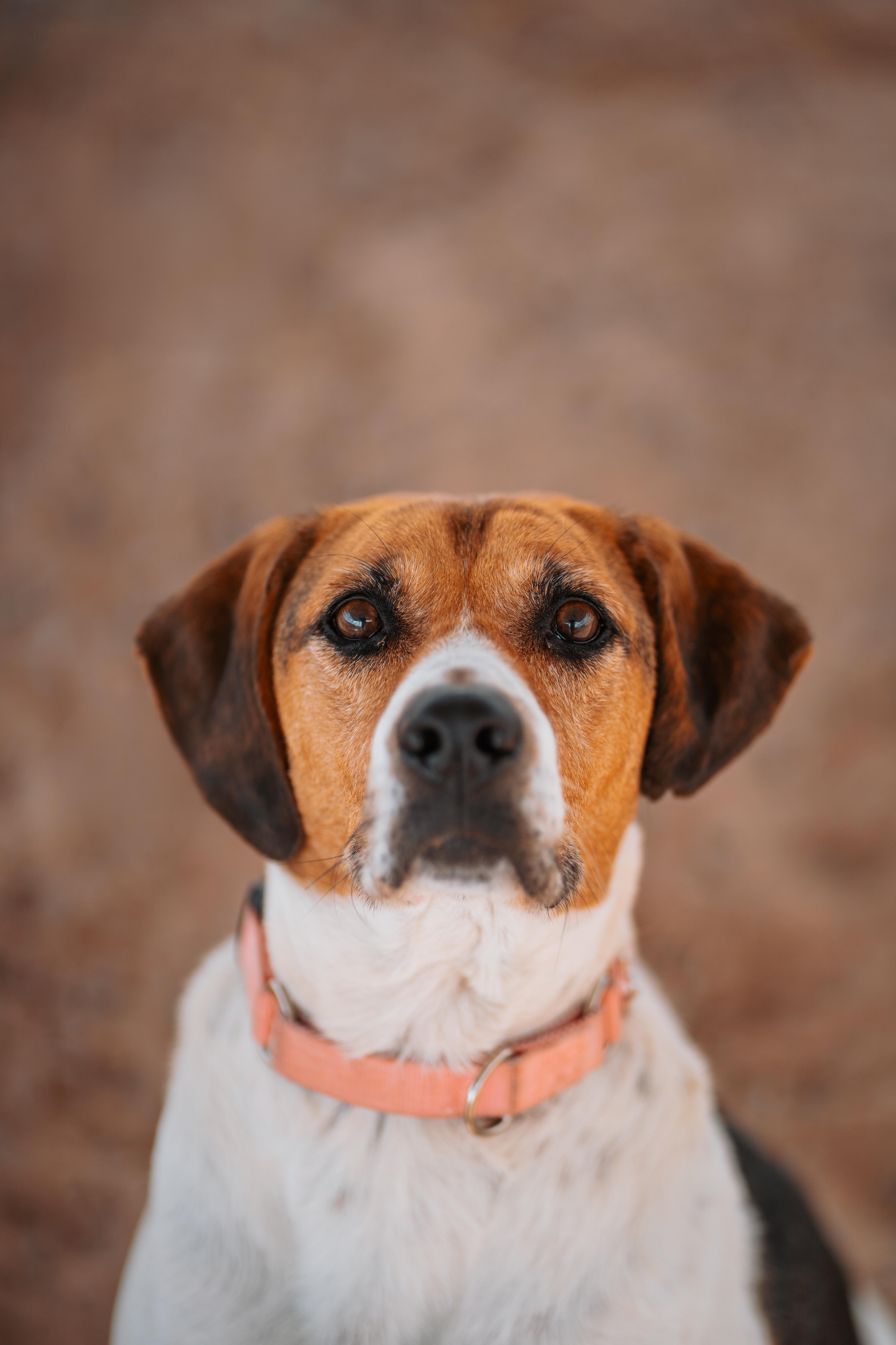 Enlarge Peaches, a Adoptable mixed breed in Bernalillo, NM image 5/5
