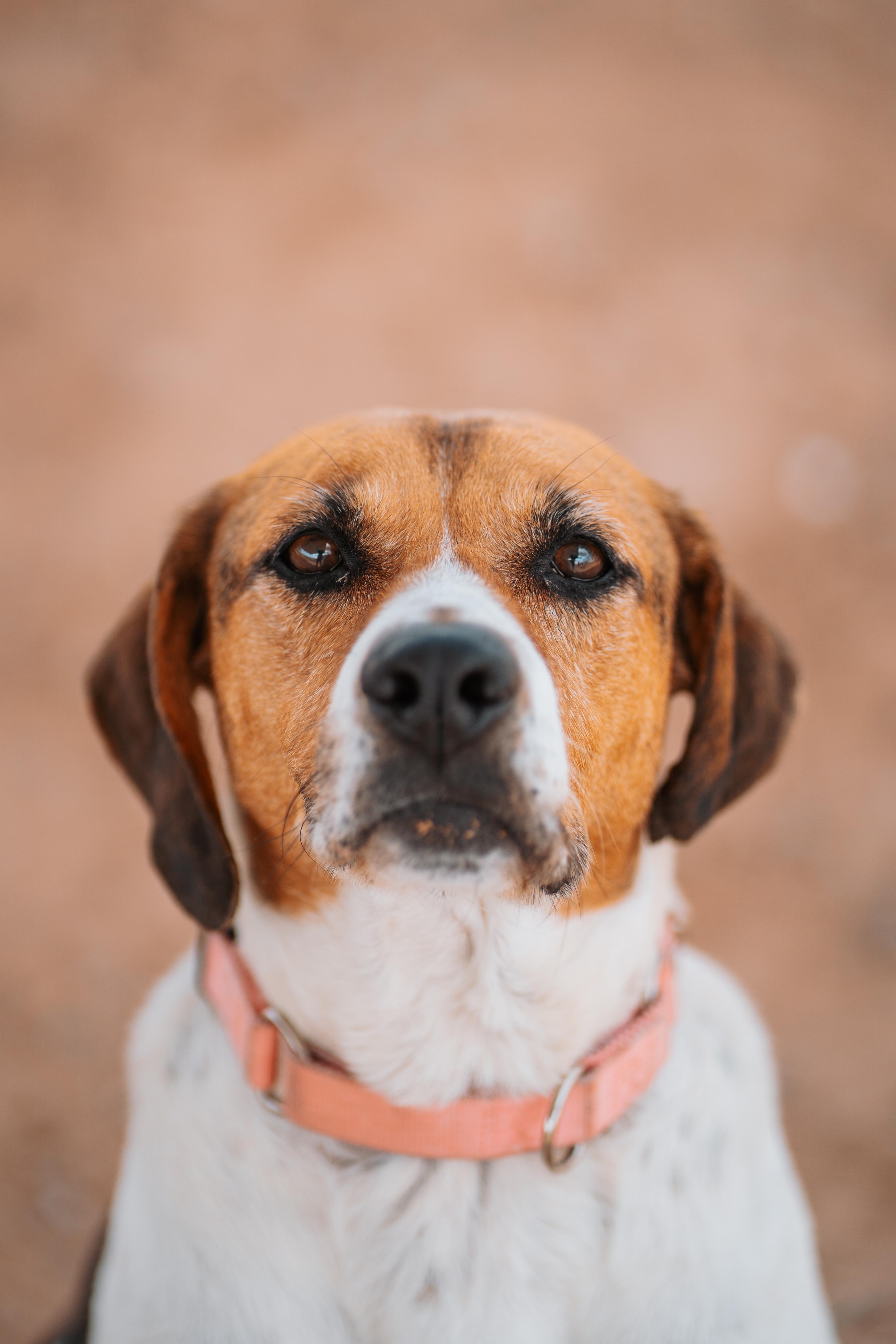 Enlarge Peaches, a Adoptable mixed breed in Bernalillo, NM image 3/5