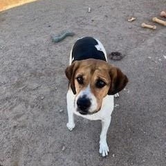 Peaches, an adoptable Hound in Bernalillo, NM, 87004 | Photo Image 2