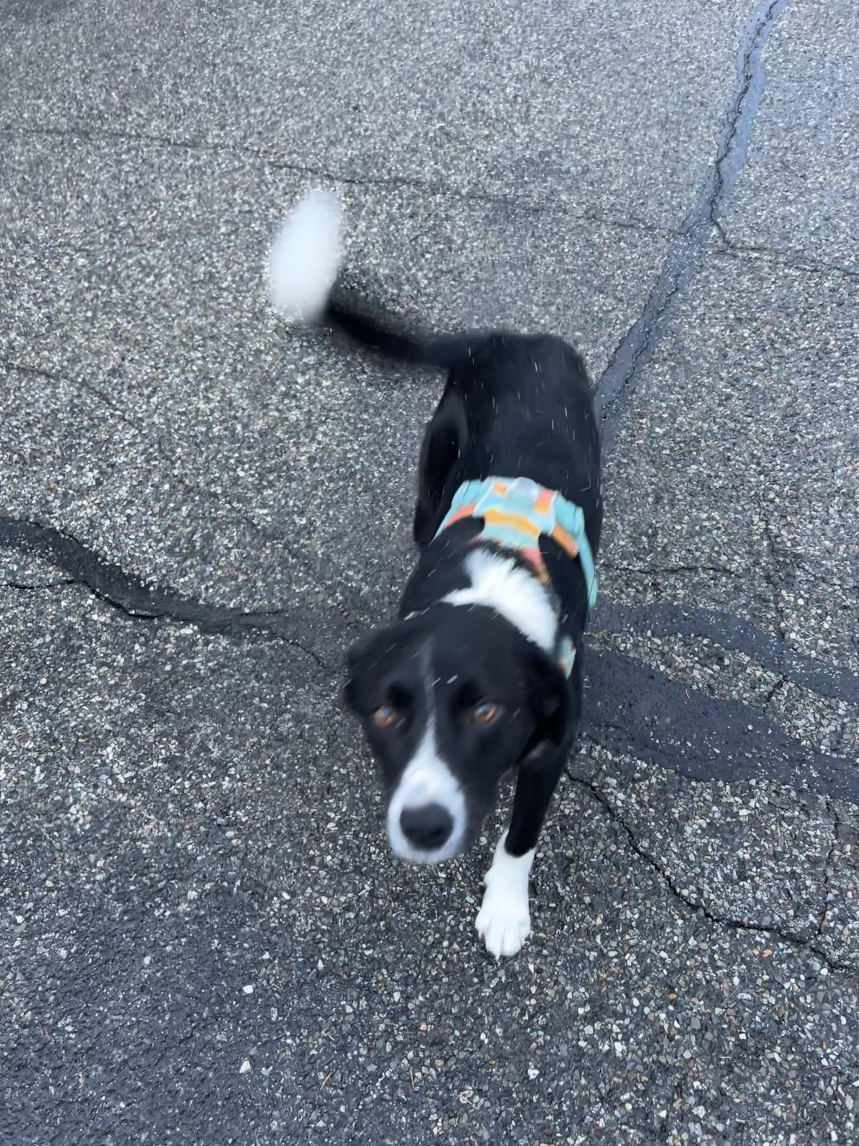 Richie Rich, Adopted, Young Male Border Collie.