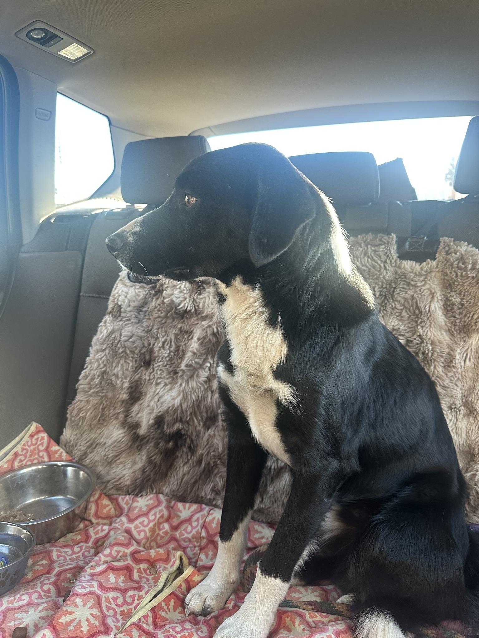 Richie Rich, a Adopted Border Collie in Jerome, ID image 2/3