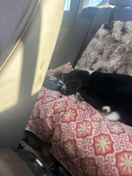 Richie Rich, a Adopted Border Collie in Jerome, ID image 3/3