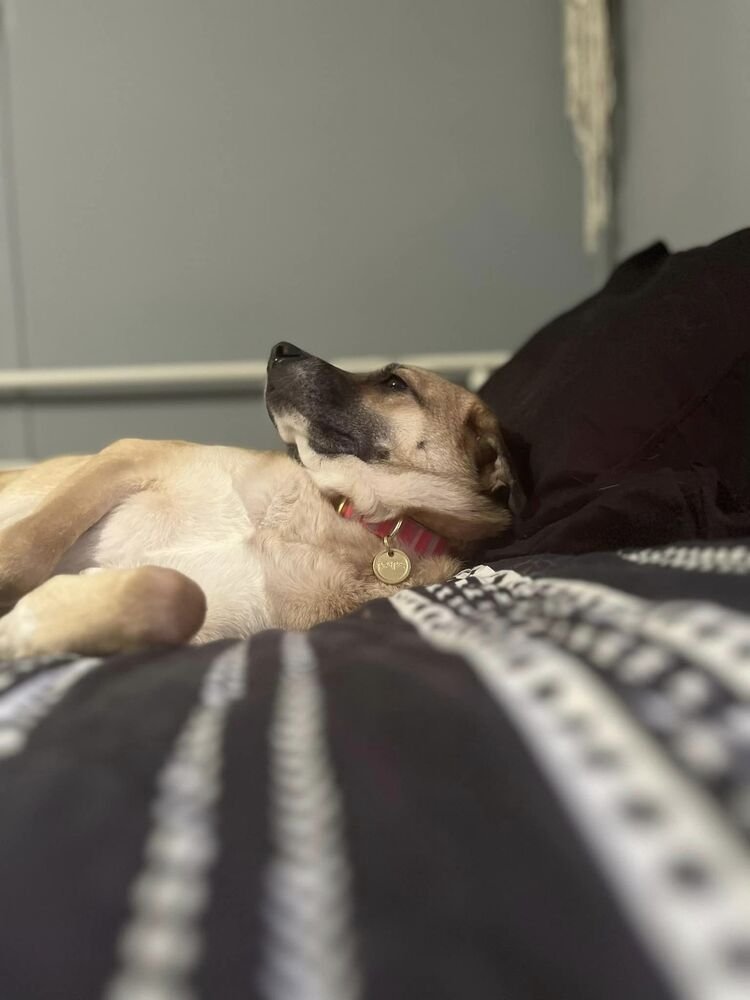 Enlarge Aurora, a Adopted Terrier in Morgantown, WV image 1/6