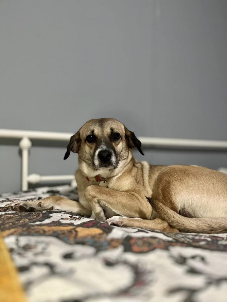 Enlarge Aurora, a Adopted Terrier in Morgantown, WV image 3/6