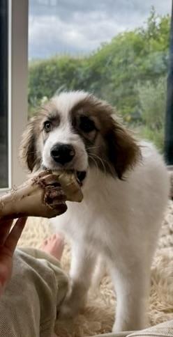 Enlarge Maverick, a ADOPTABLE mixed breed in Aspen, CO image 2/6