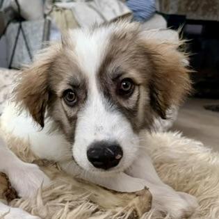 Enlarge Maverick, a ADOPTABLE mixed breed in Aspen, CO image 1/6