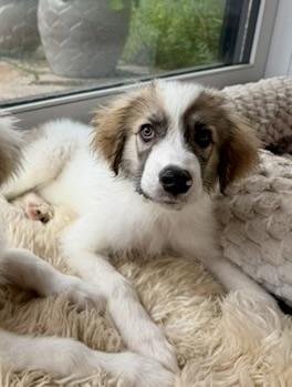 Enlarge Maverick, a ADOPTABLE mixed breed in Aspen, CO image 3/6