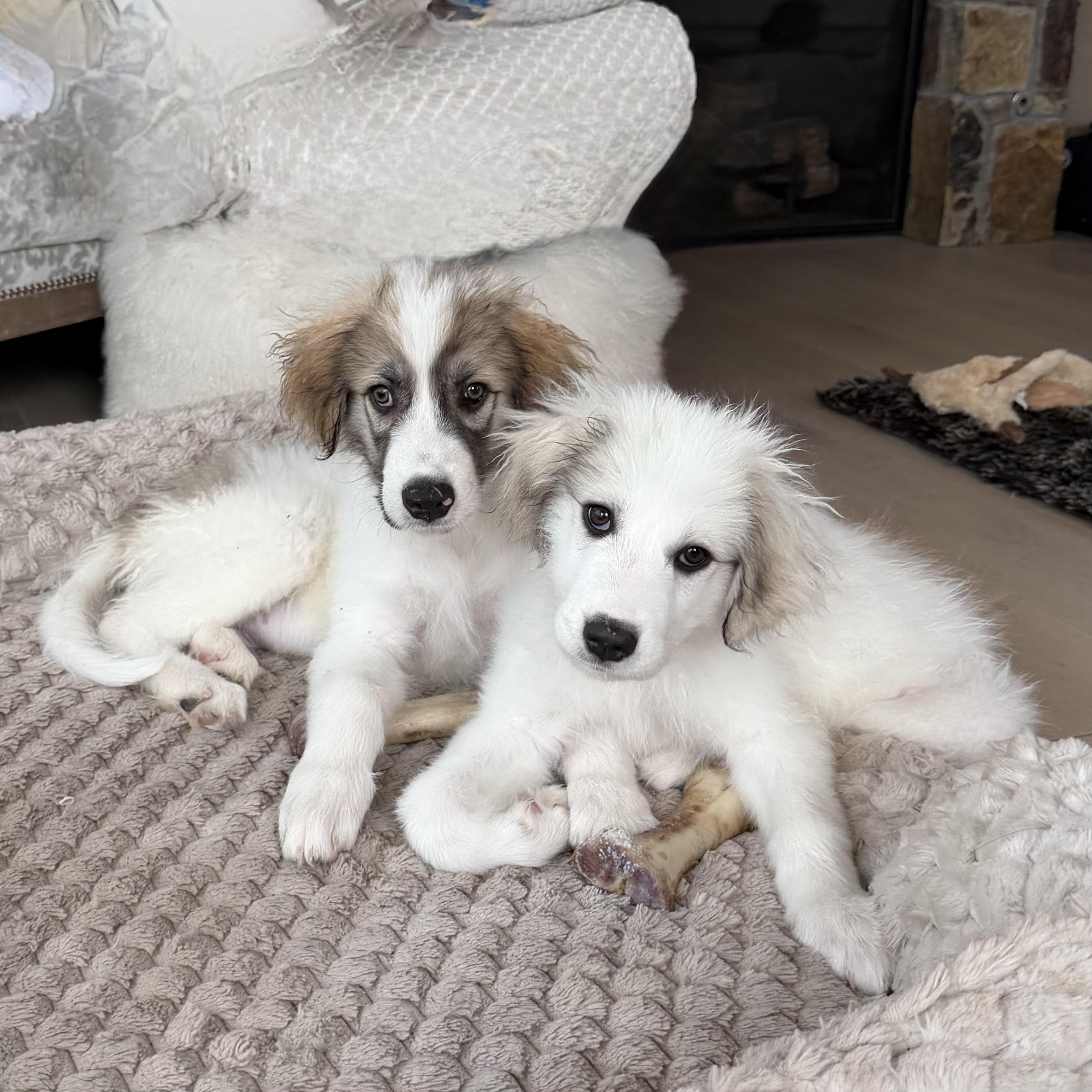 Enlarge Maverick, a ADOPTABLE mixed breed in Aspen, CO image 6/6