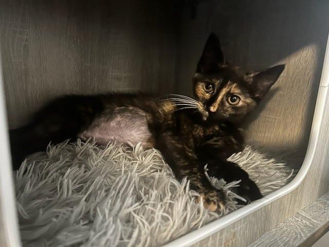 Shark, a Adoptable mixed breed in Knoxville, TN image 2/4
