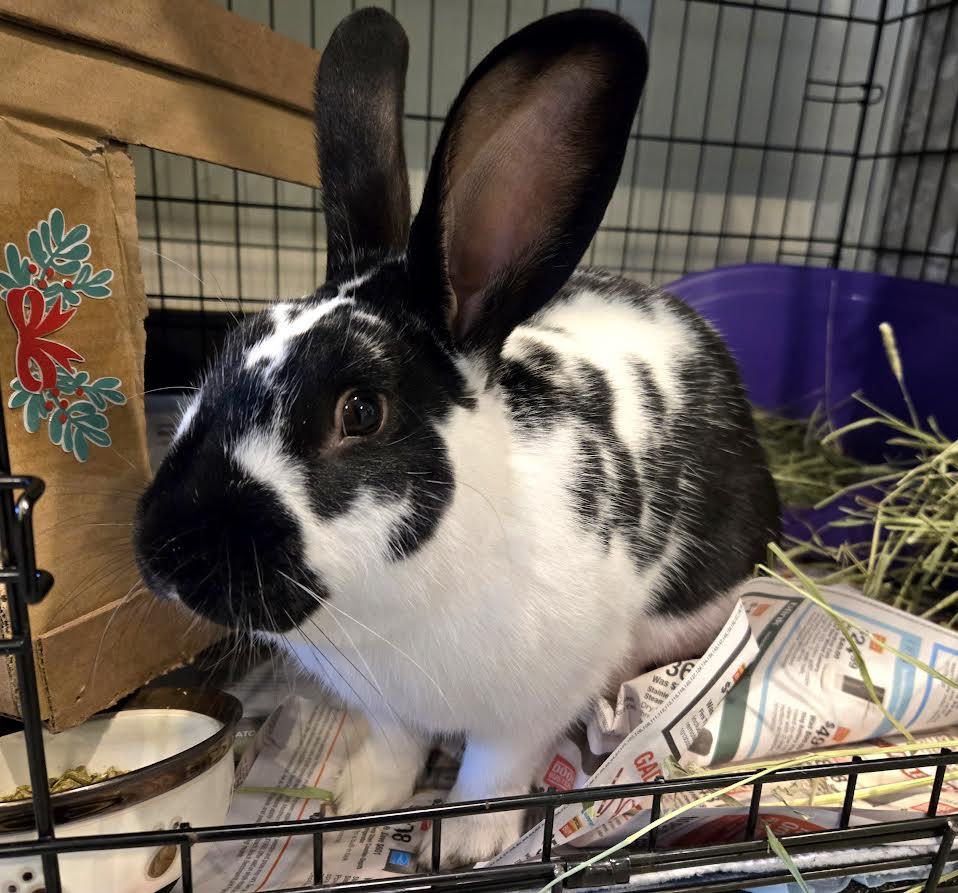 Enlarge Domino, a ADOPTABLE mixed breed in Bellingham, WA image 1/2