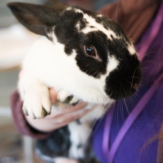 Enlarge Domino, an adopted mixed breed in Bellingham, WA image 1/3