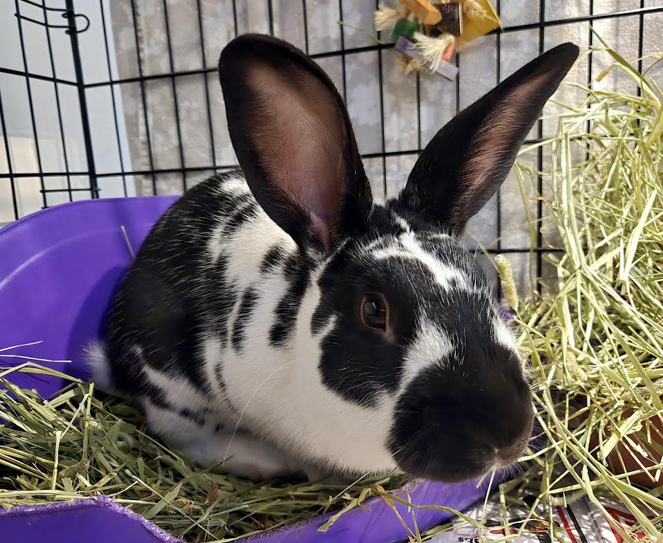 Enlarge Domino, a ADOPTABLE mixed breed in Bellingham, WA image 2/2