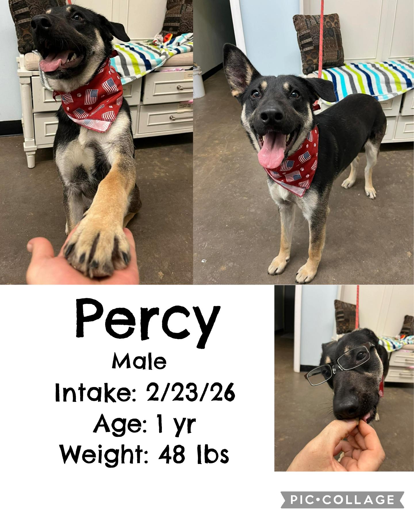 Enlarge Percy, an adopted mixed breed in Staffordsville, KY image 1/1