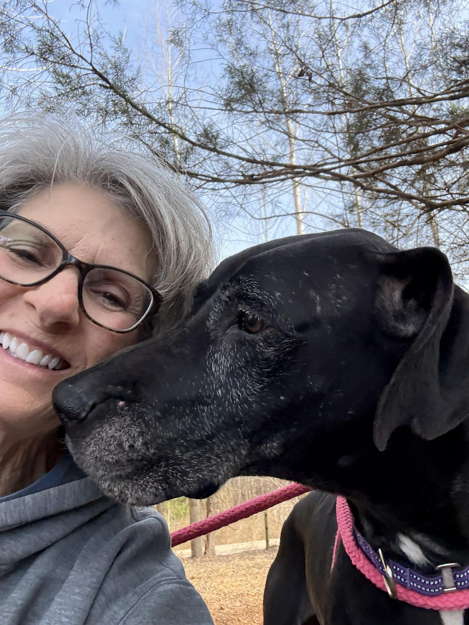Athena, a ADOPTABLE Great Dane in Salisbury, NC image 4/4