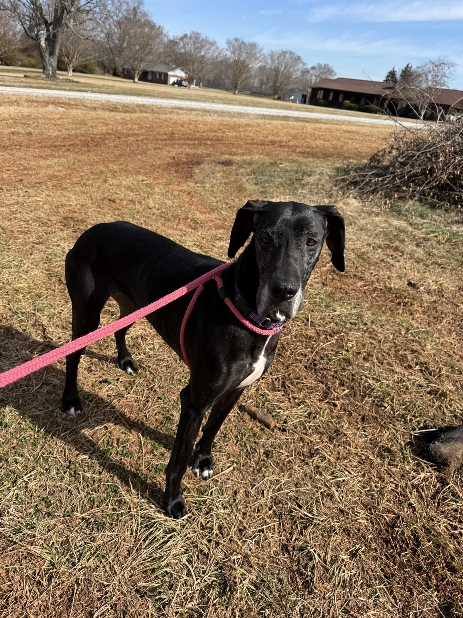Athena, ADOPTABLE, Adult Female Great Dane.