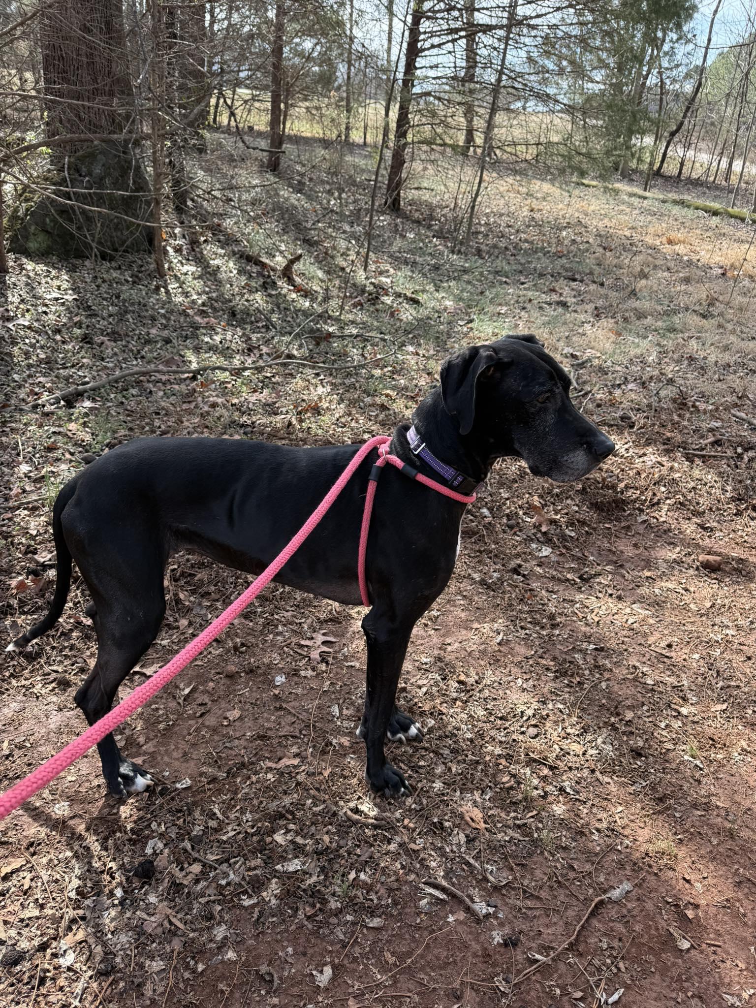 Athena, a ADOPTABLE Great Dane in Salisbury, NC image 3/4