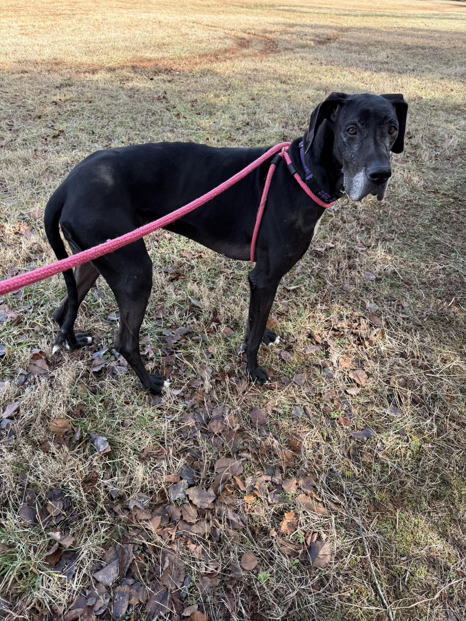 Athena, a ADOPTABLE Great Dane in Salisbury, NC image 2/4