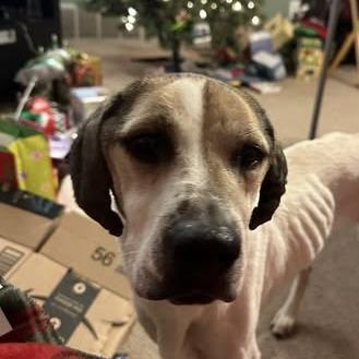 Falcon, Adoptable, Adult Male Beagle.