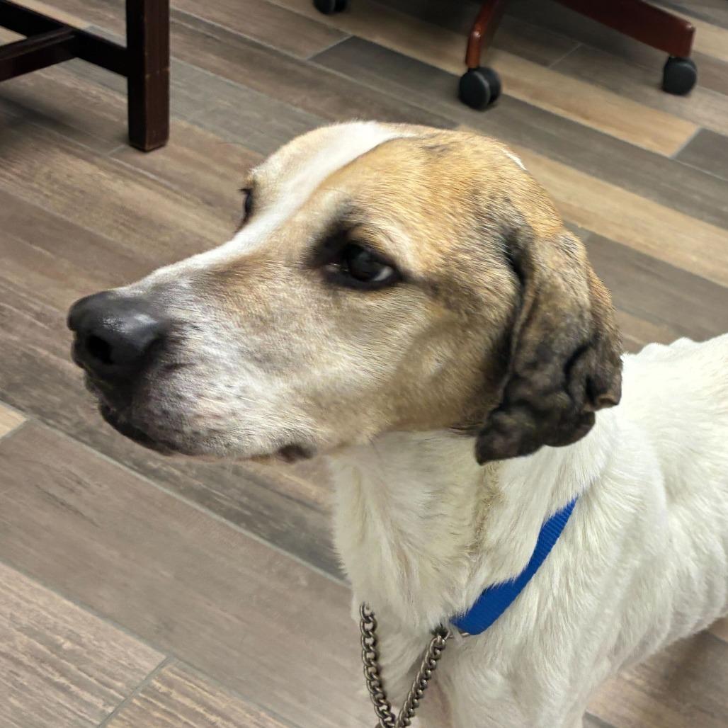 Falcon, a Adoptable Beagle in Dayton, OH image 2/6