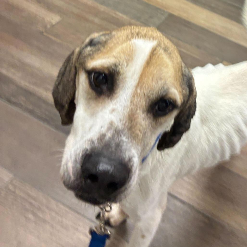 Falcon, a Adoptable Beagle in Dayton, OH image 3/6