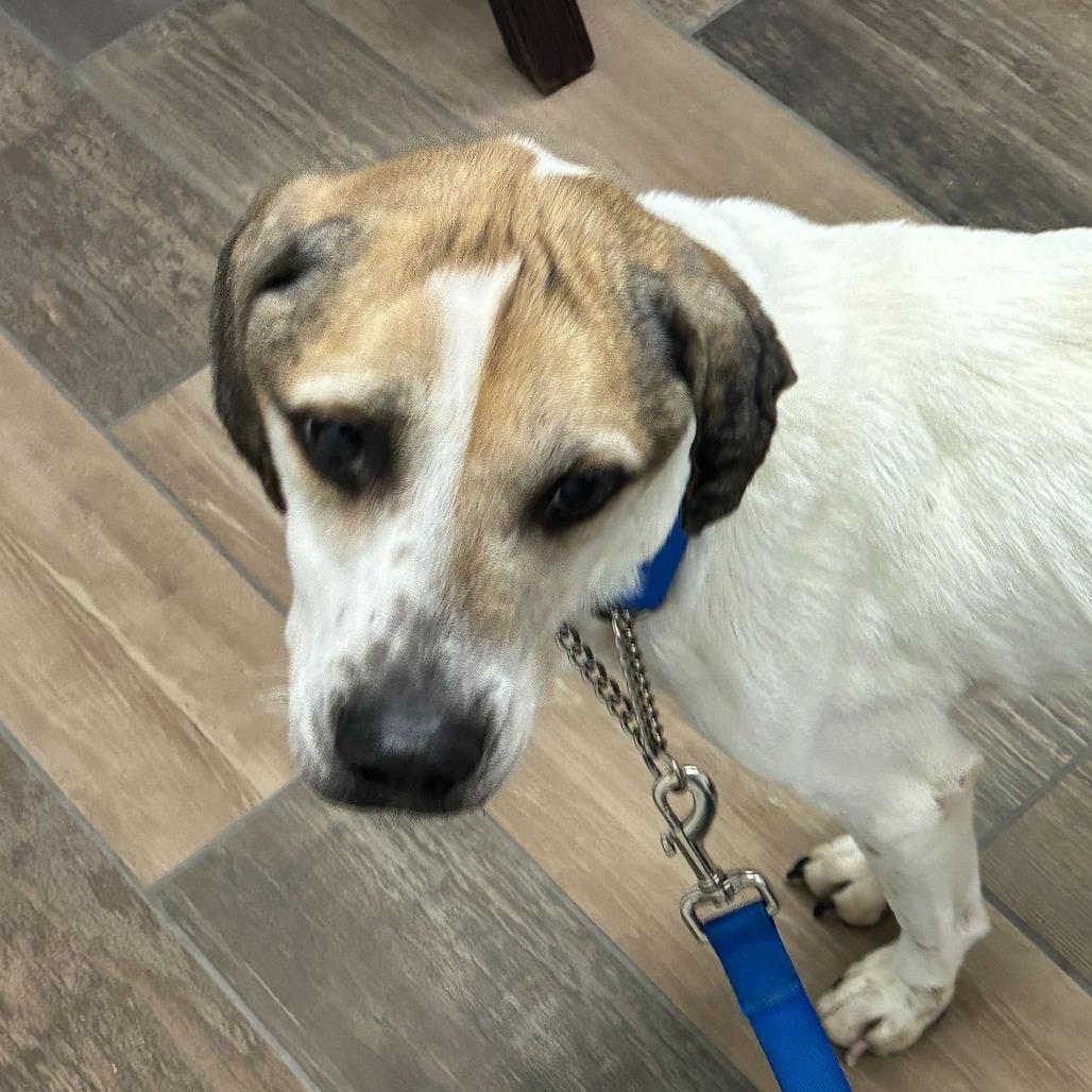Falcon, a Adoptable Beagle in Dayton, OH image 4/6