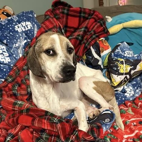 Falcon, a Adoptable Beagle in Dayton, OH image 5/6