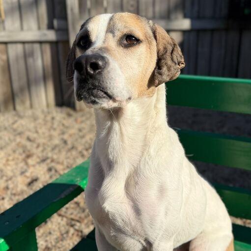Falcon, Adoptable, Adult Male Beagle.