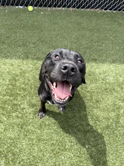 Gus, a Adoptable mixed breed in Lafayette, IN image 1/3