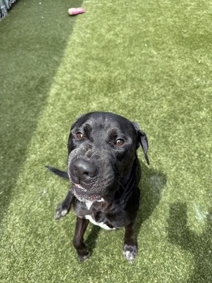 Gus, a Adoptable mixed breed in Lafayette, IN image 2/3