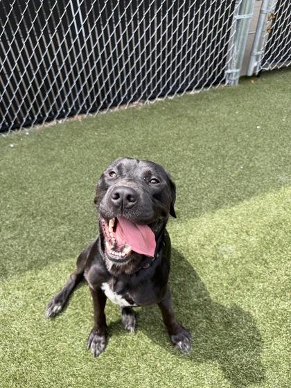 Gus, a Adoptable mixed breed in Lafayette, IN image 3/3